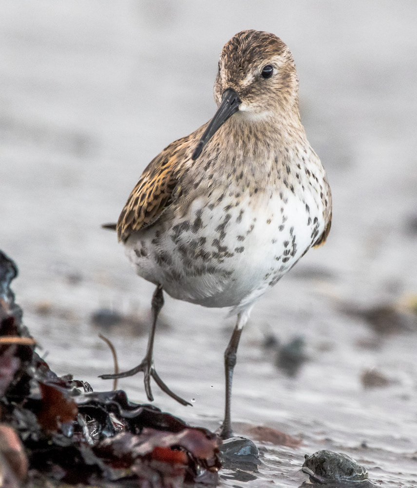 Suosirri juv 6.9.2019 Sörve, Estonia