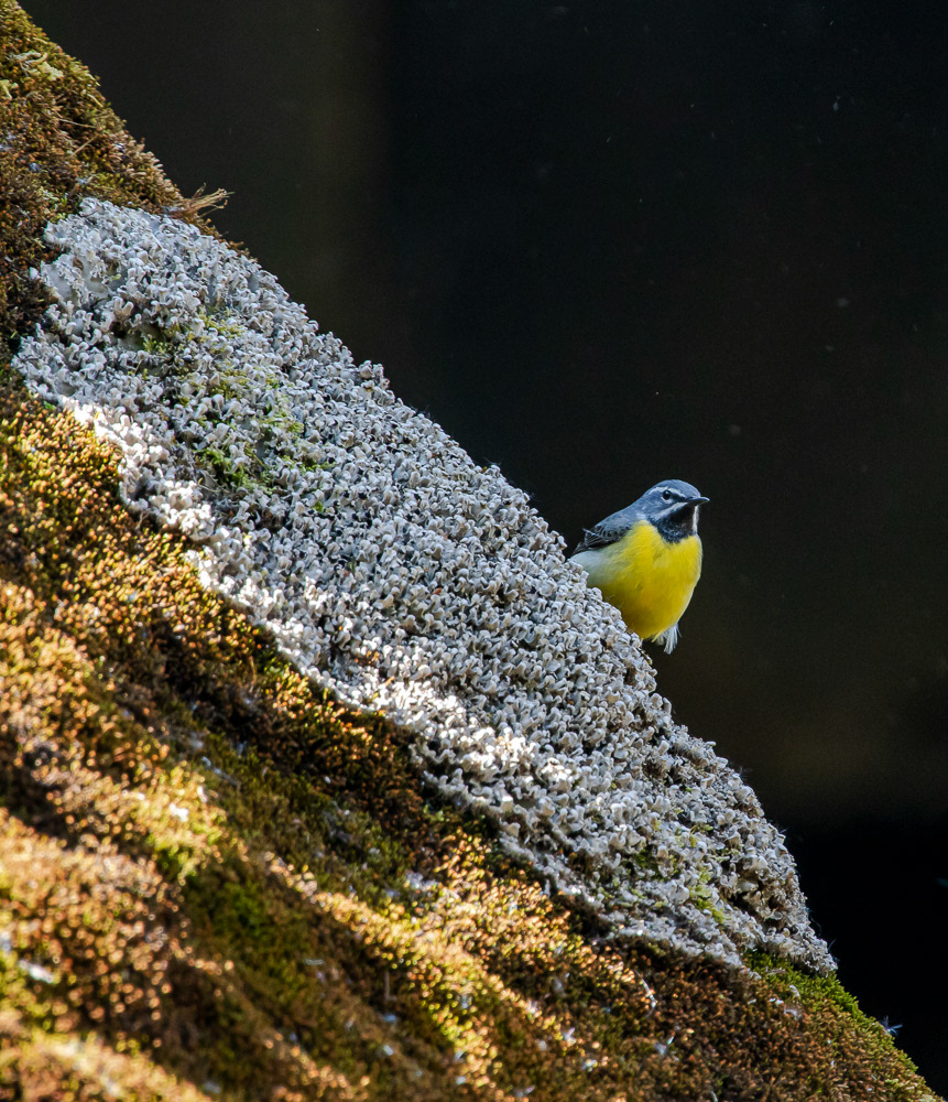 Virtavästäräkki koiras 30.5.2019