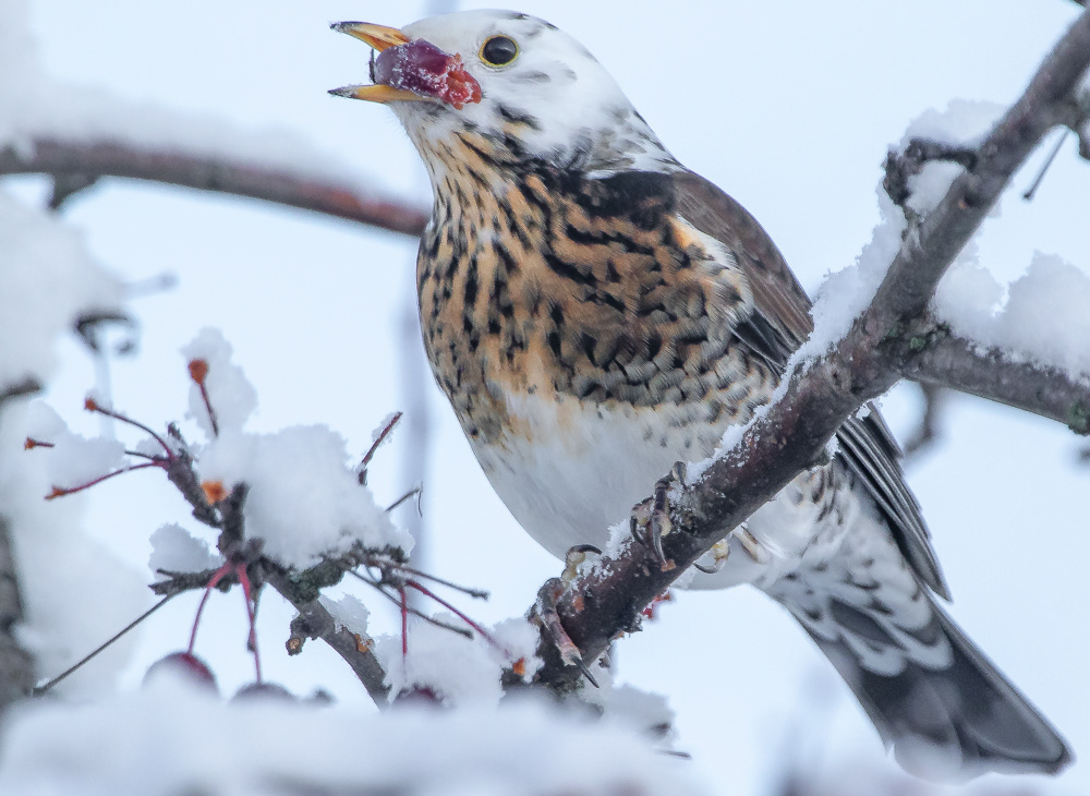 Räkättirastas 9.1.2019