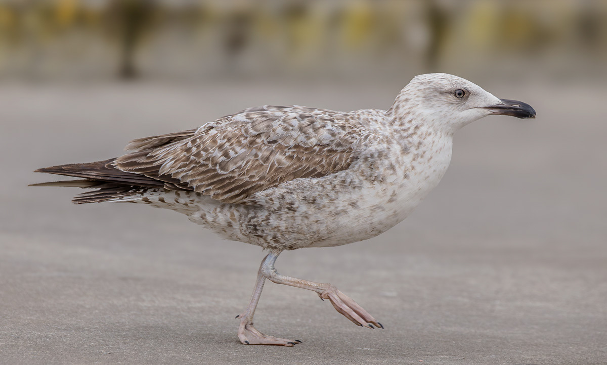 Etelänharmaalokki L. michaellis 060325