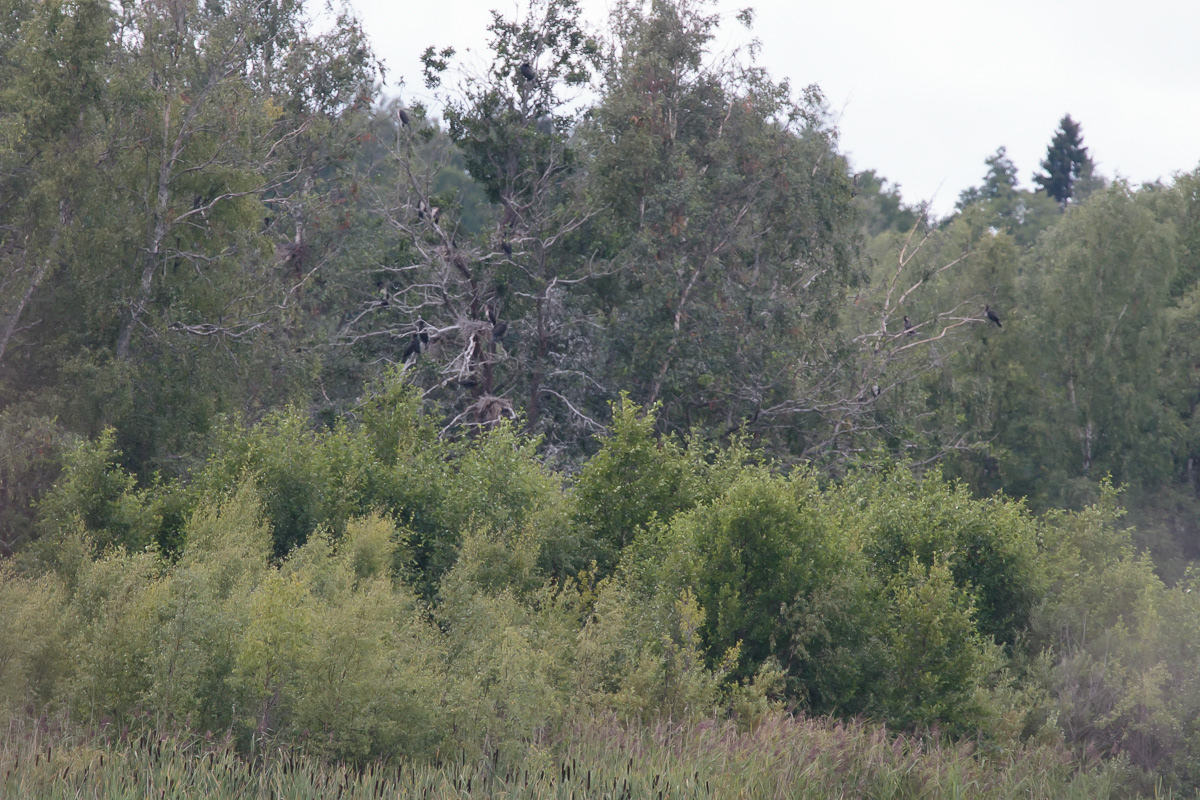 Merimetso 250720
