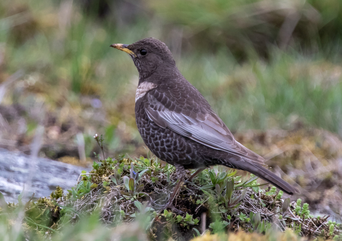 Jänis 13.5.2019