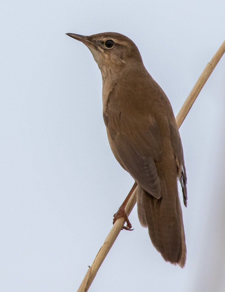 Ruokosirkkalintu 21.5.2019