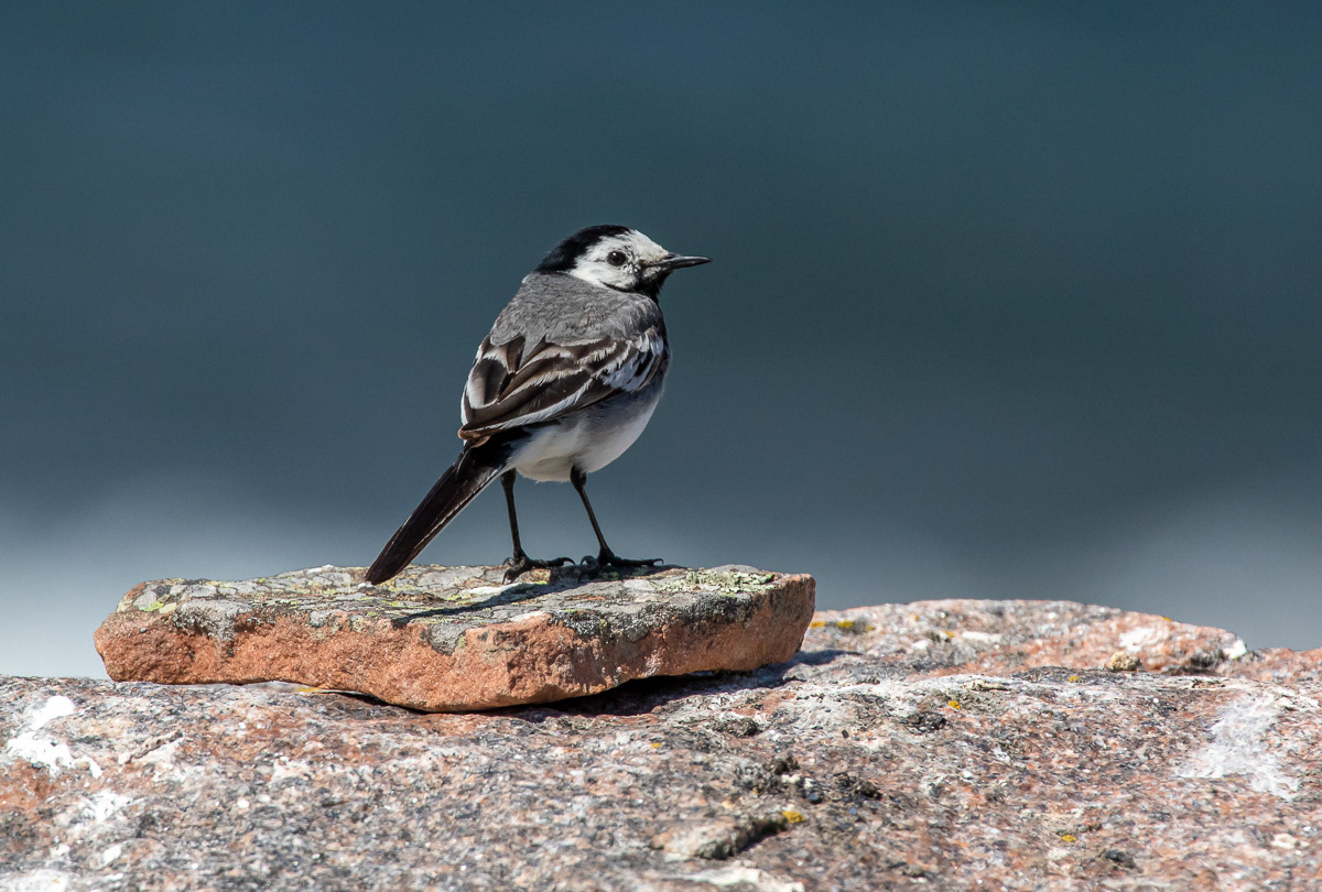 Västäräkki 2.7.2019