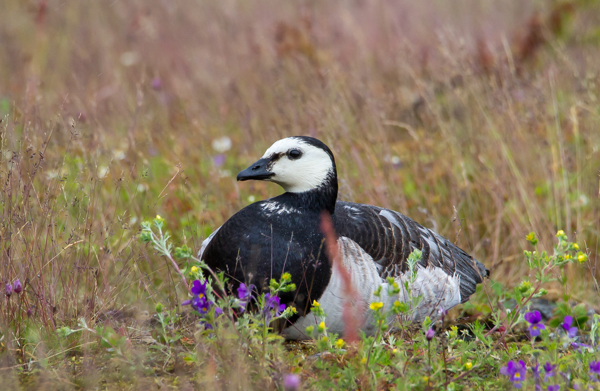 Valkoposkihanhi (Branta leucopsis) Rauma, Finland 24.6.2017