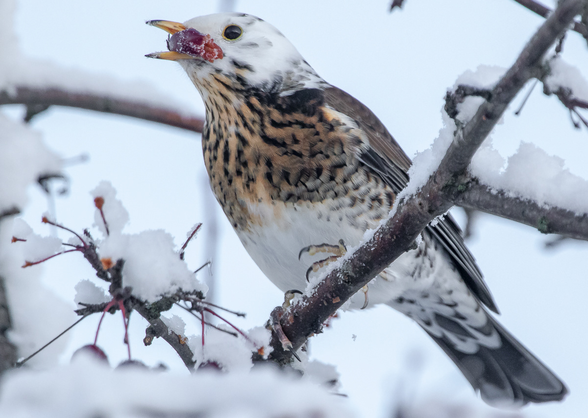Räkättirastas 9.1.2019