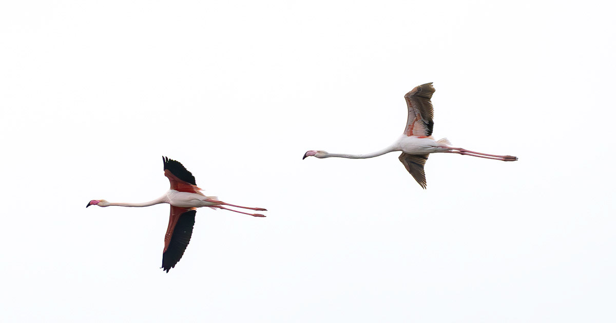 flamingot