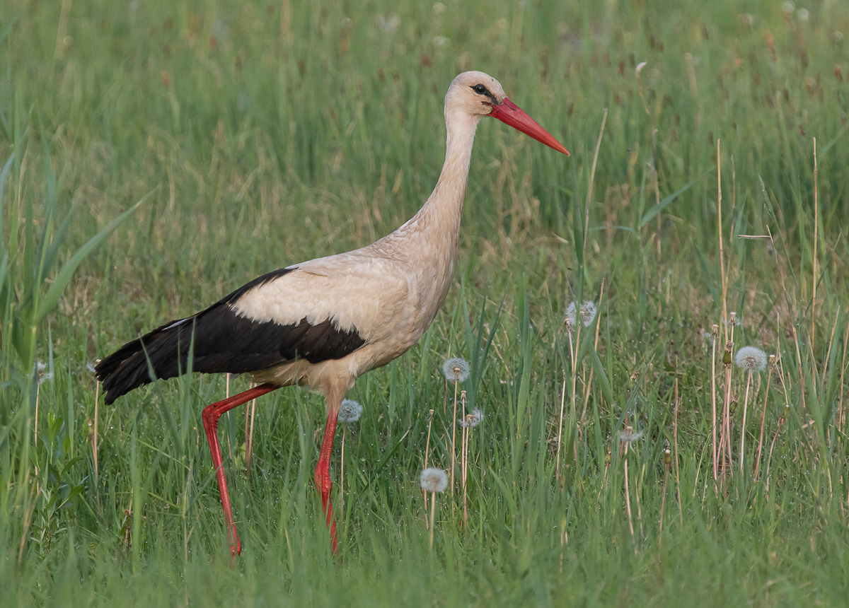 Kattohaikara 22.5.2019