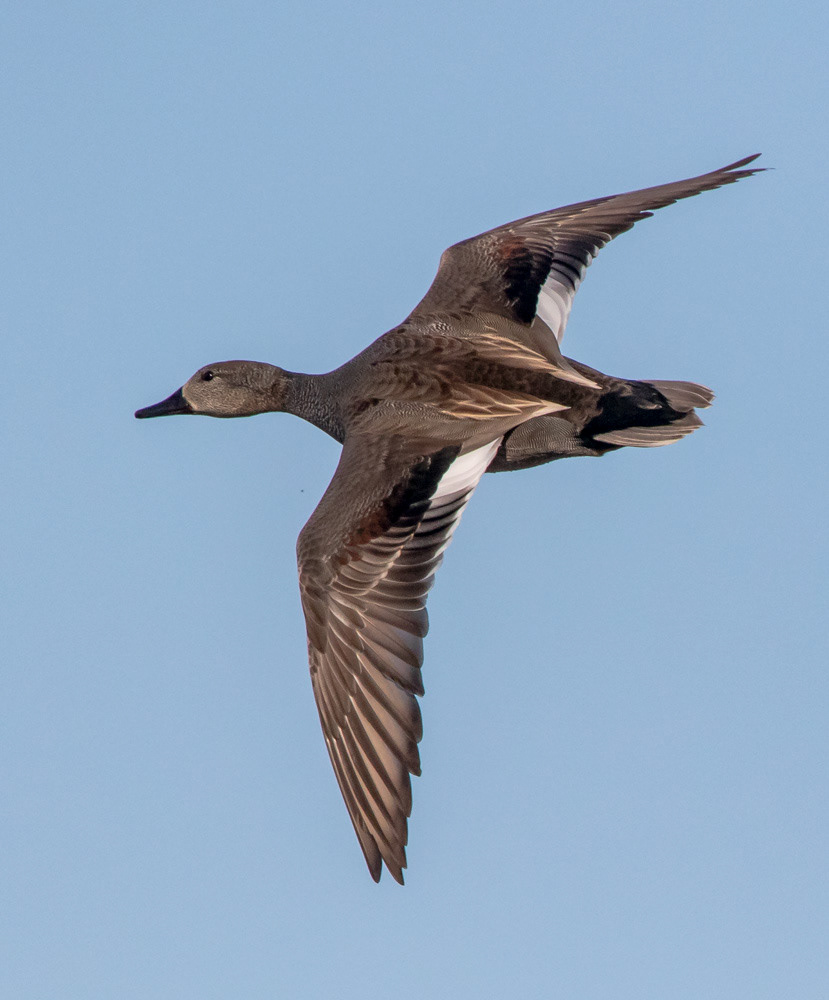 Harmaasorsa 13.5.2019