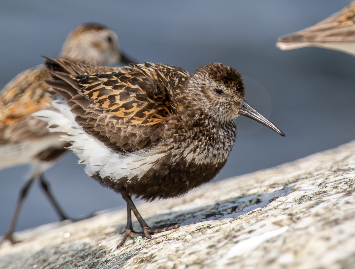 Suosirri (Calidris alpina) ad 28.7.2018 Rauma, Finland