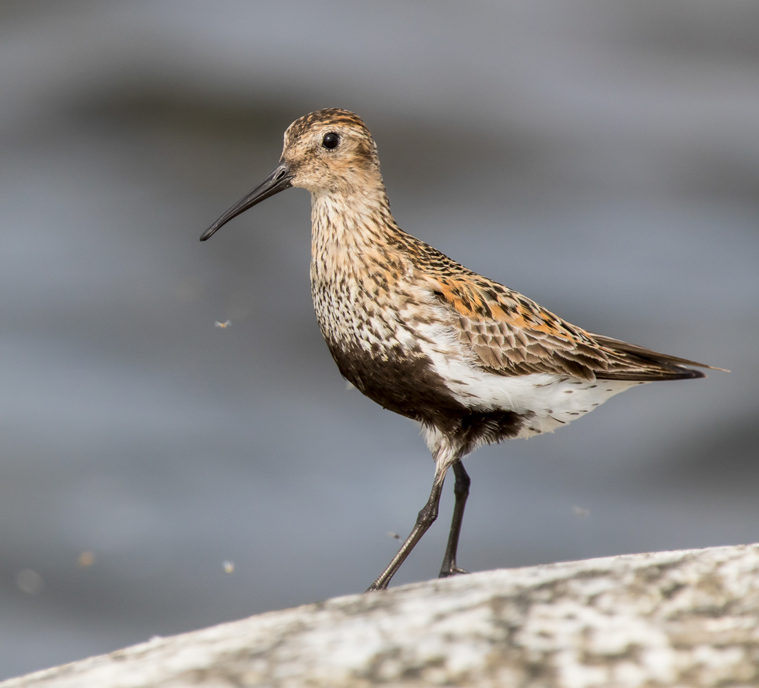 Suosirri (Calidris alpina) ad 28.7.2018 Rauma, Finland