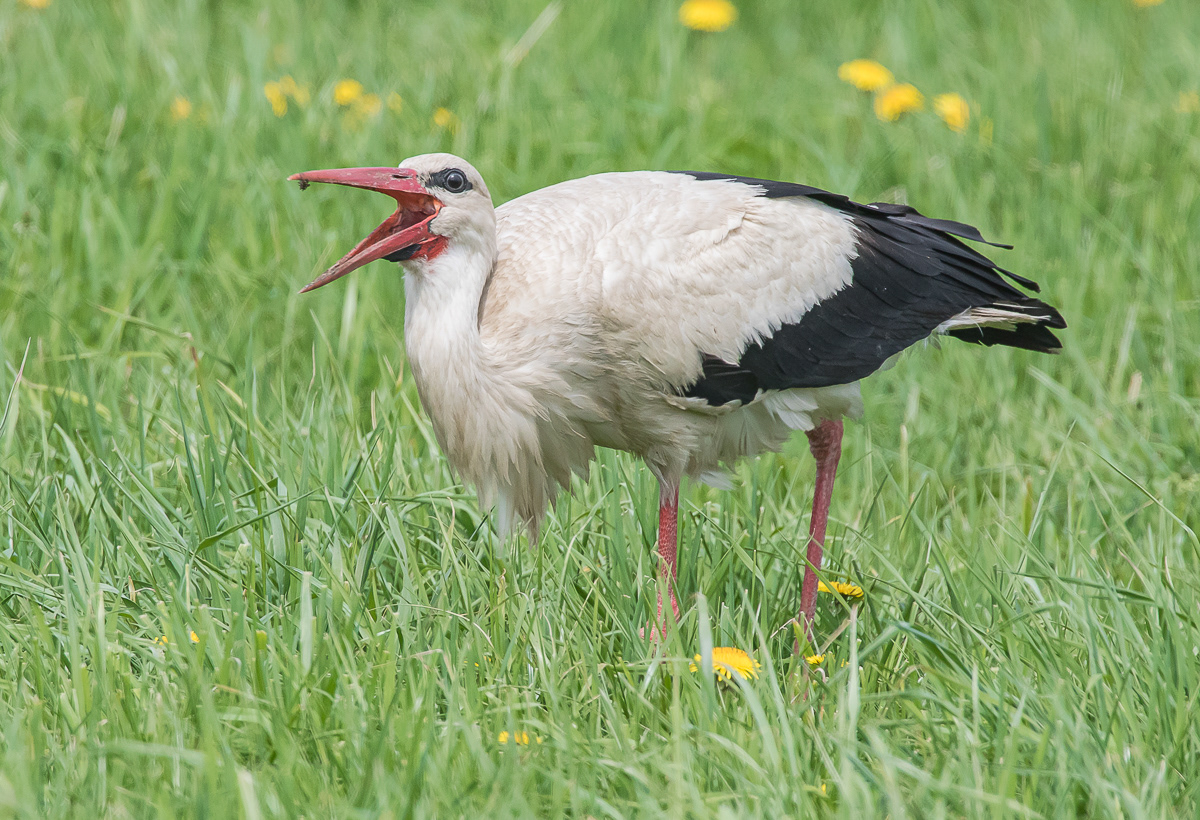 Kattohaikara 20.5.2019