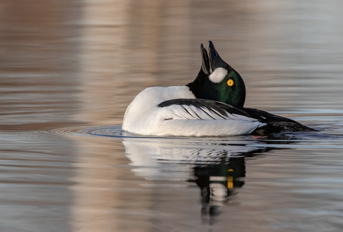 Telkkä 15.4.2019