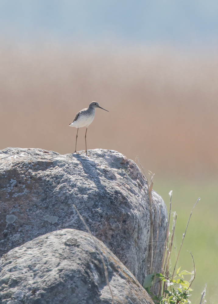 Lampiviklo 23.5.2019