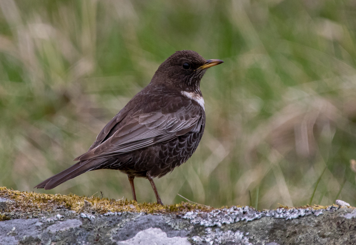 Jänis 13.5.2019