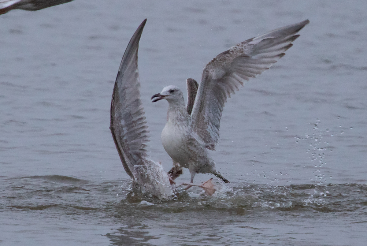 Larus sp 27.12.2018