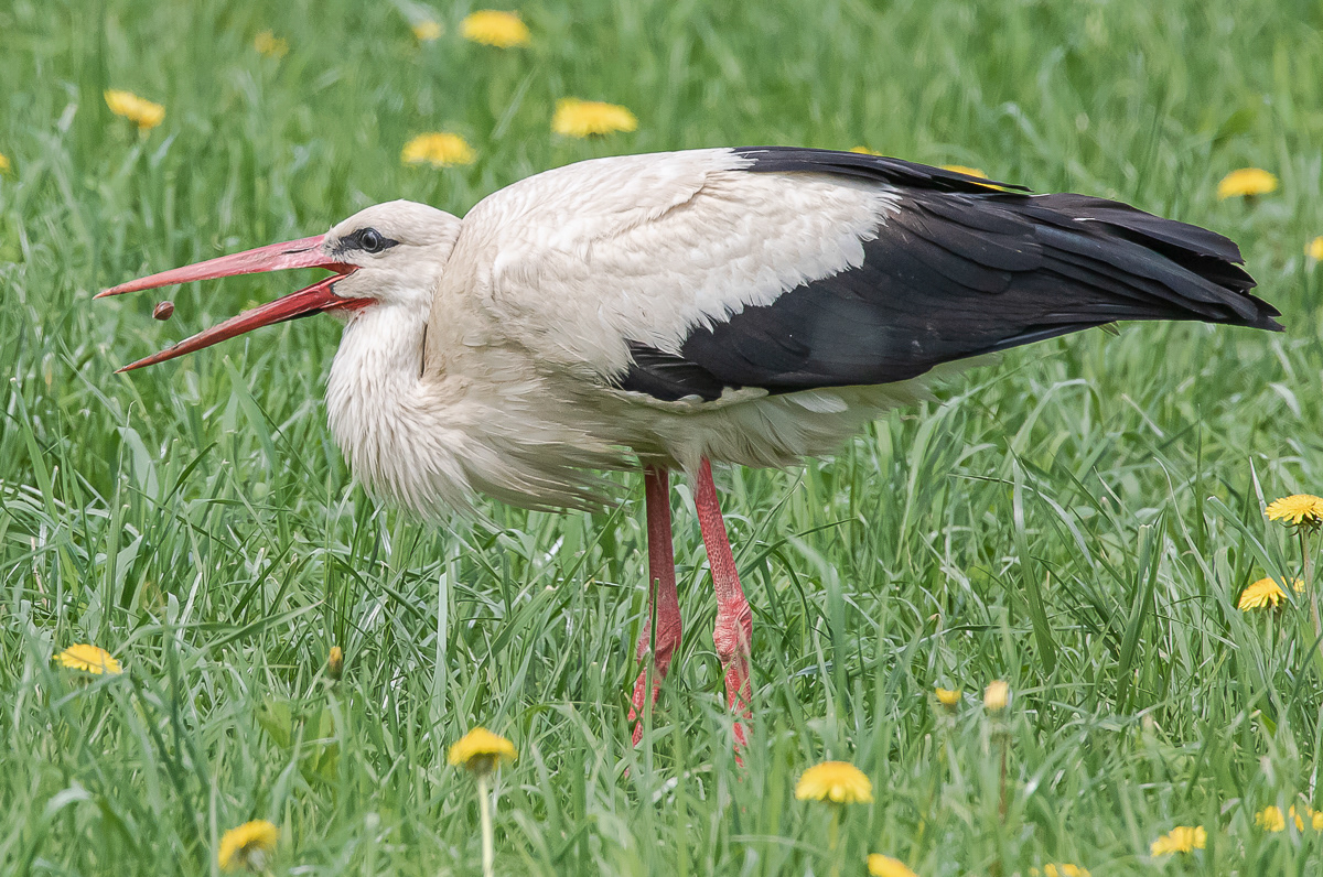 Kattohaikara 20.5.2019