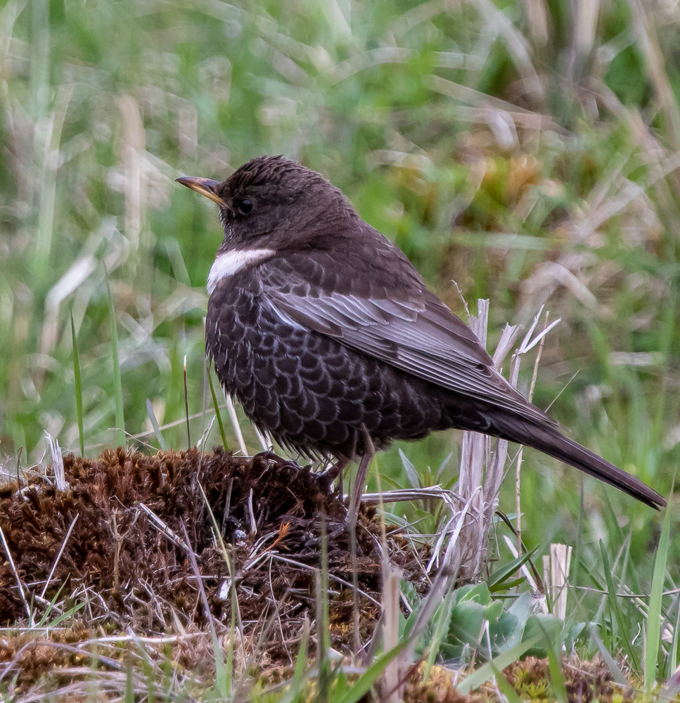 Jänis 13.5.2019