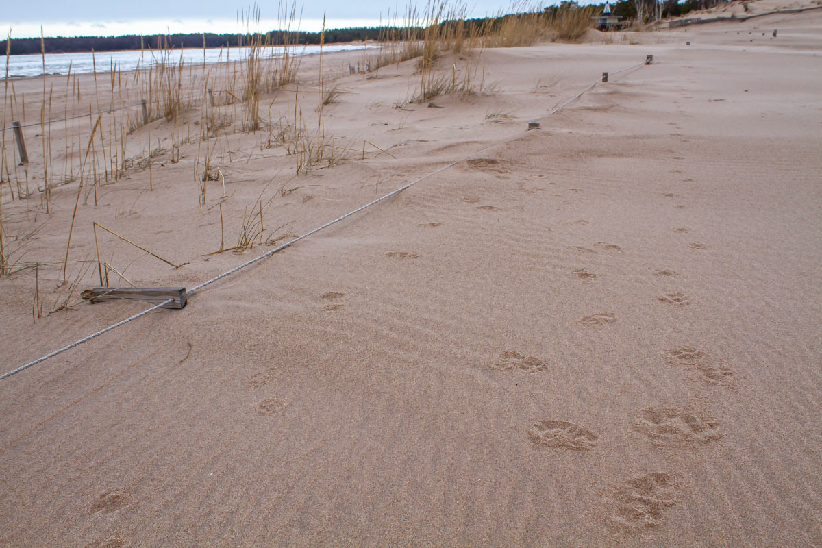 Koiria ei lain mukaan saa tuoda uimarannelle. Sitä ei porilainen ymmärrä 31.3.2019