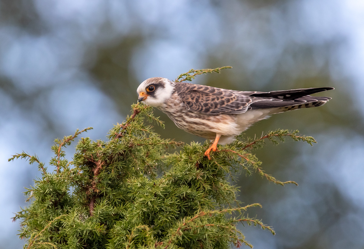 Punajalkahaukka juv. 6.9.2019 Sörve, Estonia
