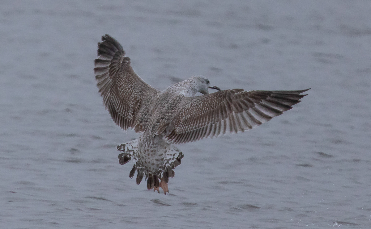 Larus sp 27.12.2018