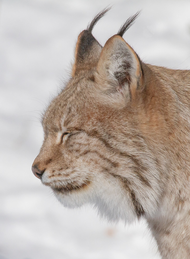 Ilves