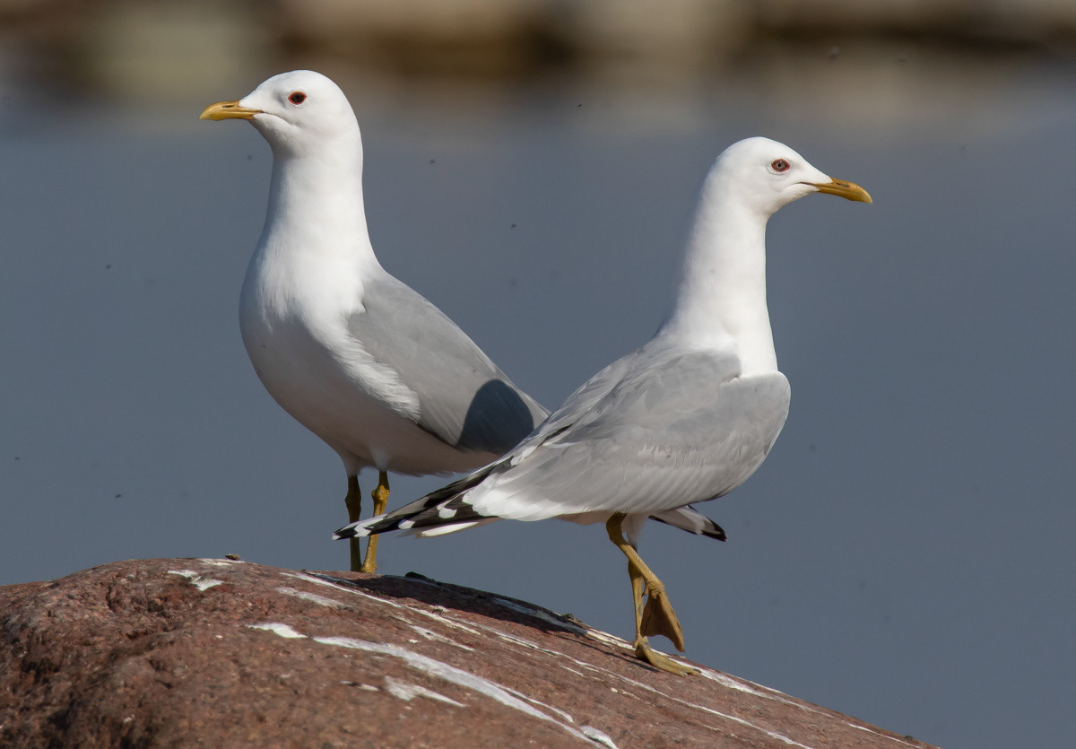 Kalalokki 24.4.2019