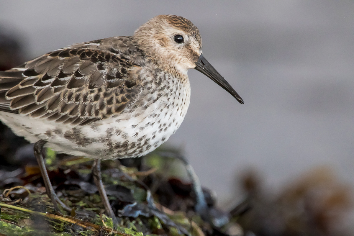 Suosirri juv 6.9.2019 Sörve, Estonia