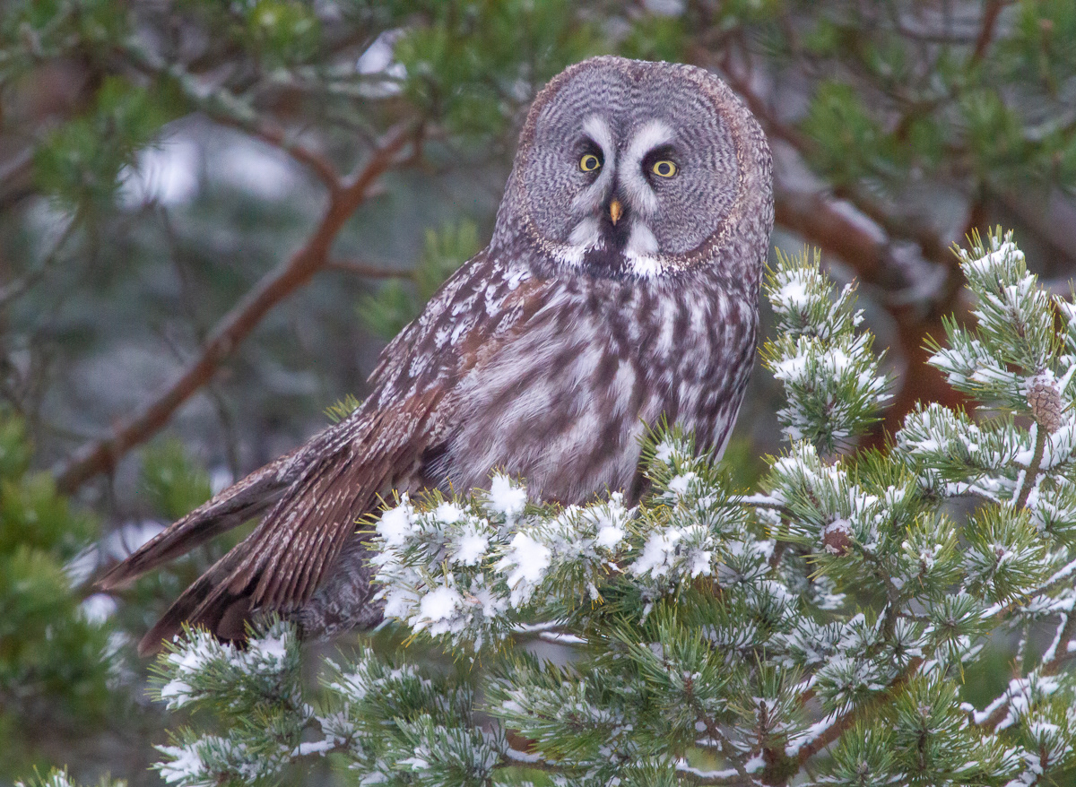 Lapinpöllö 010118