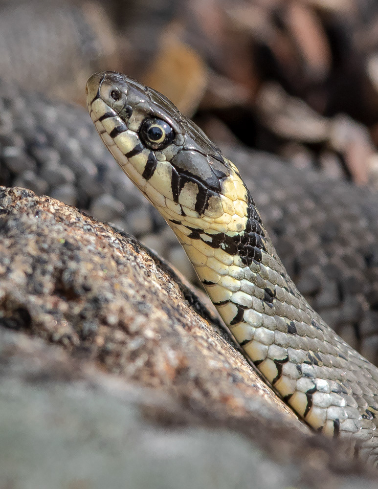 Rantakäärme 19.4.2019