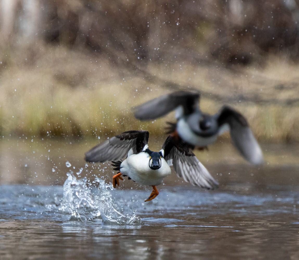 Telkkä 21.4.2019