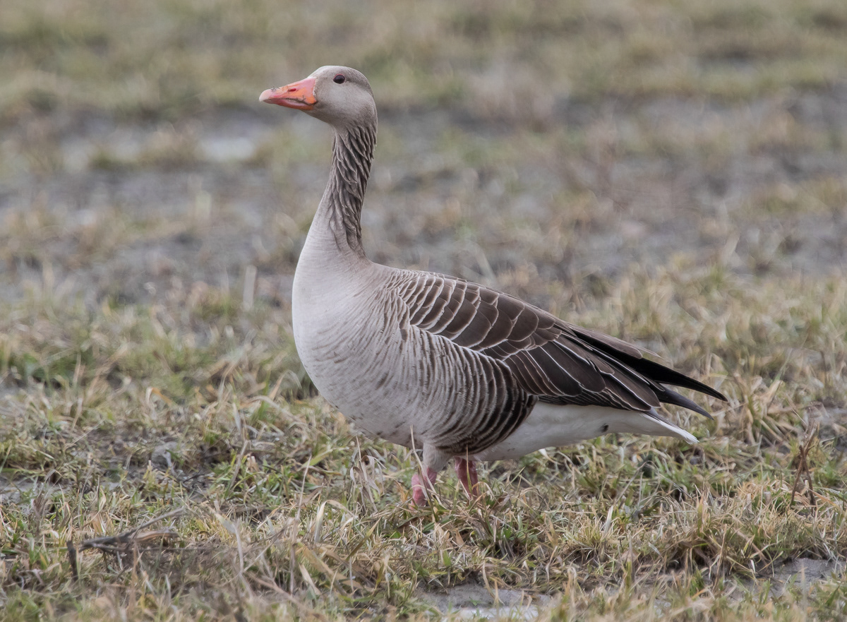 Merihanhi 280319