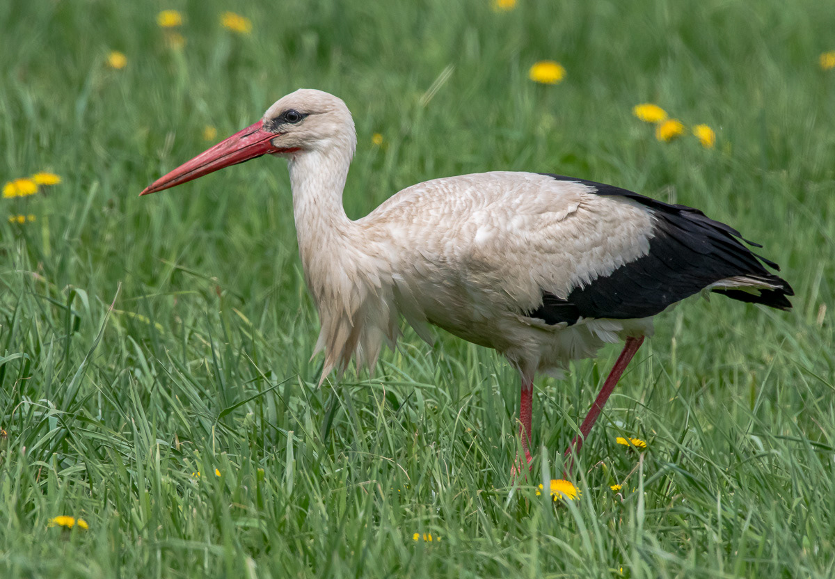 Kattohaikara 20.5.2019