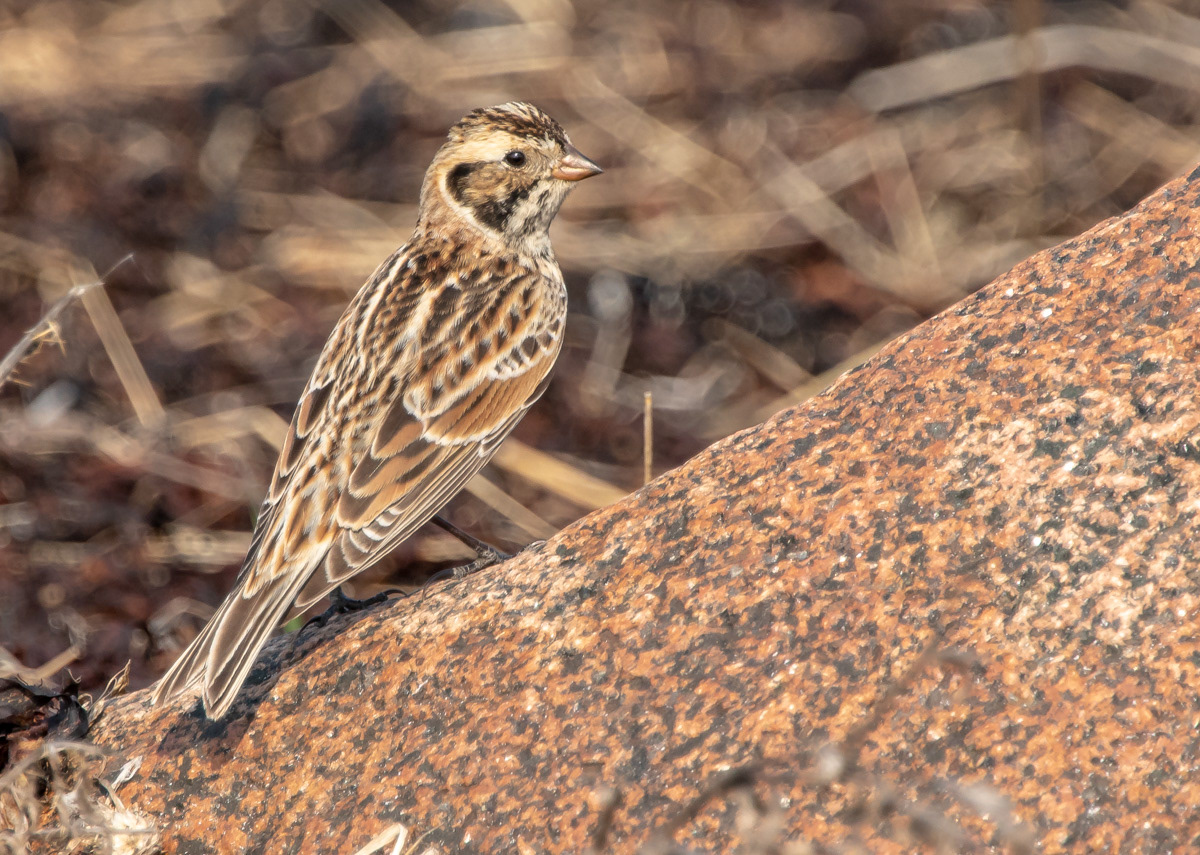 Lapinsirkku 25.4.2019