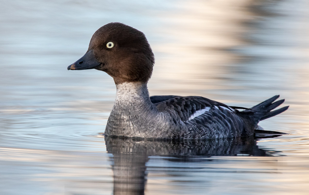 Telkkä 15.4.2019