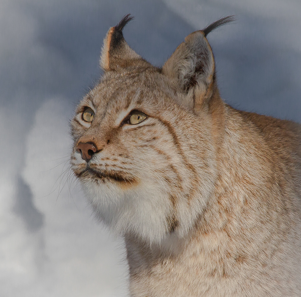 Ilves