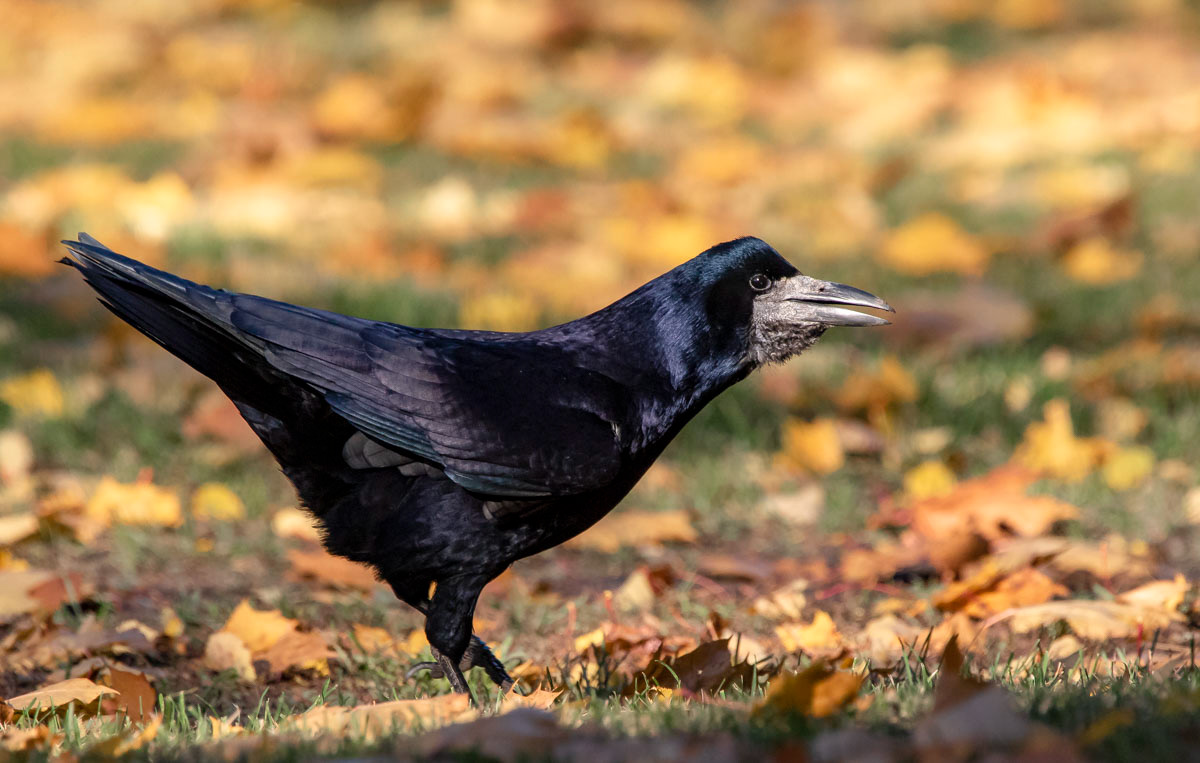 Mustavaris 14.10.2018
