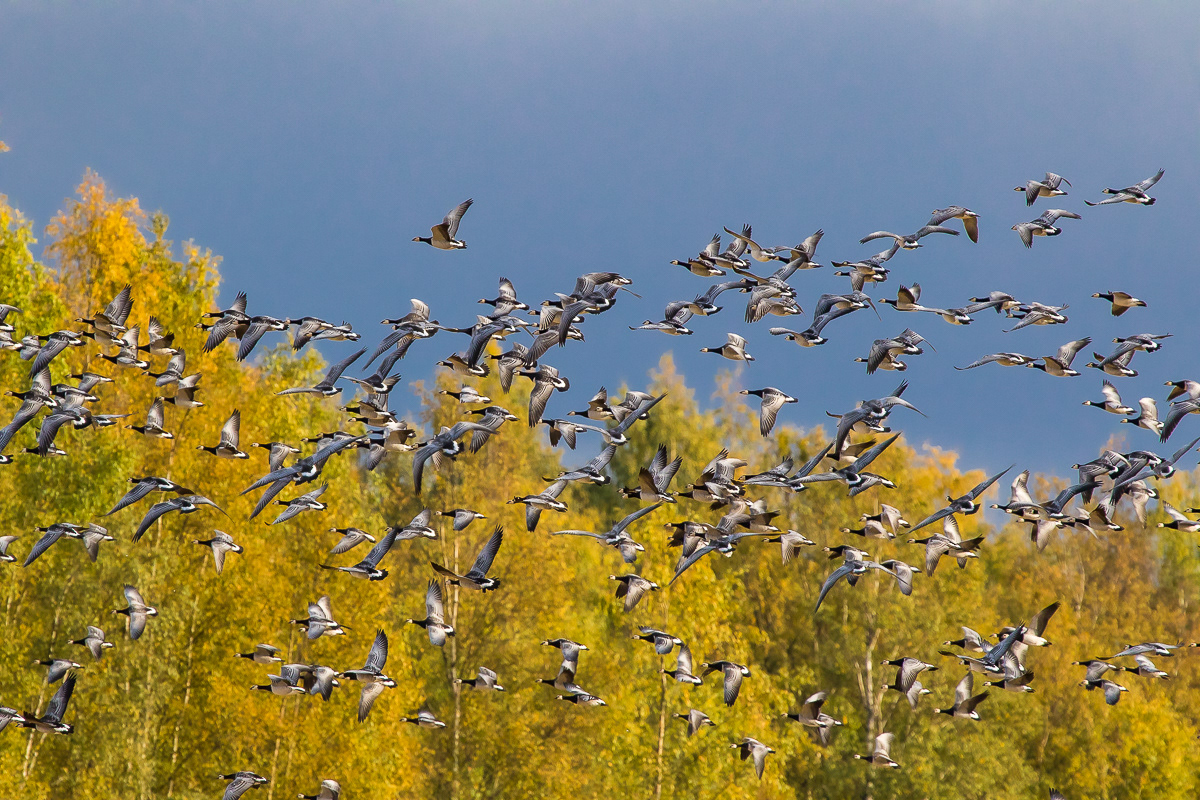 Valkoposkihanhi 2.10.2019