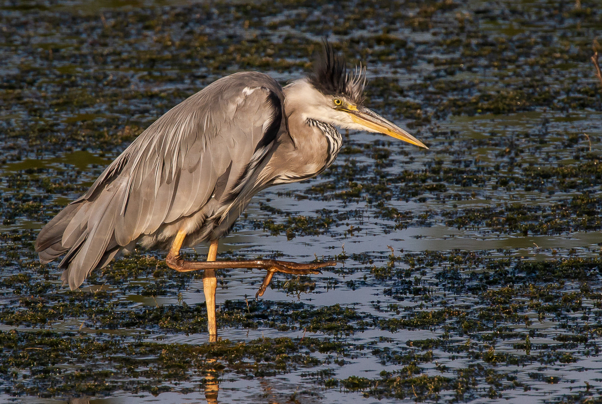 Harmaahaikara (Ardea cinerea) 26.7.2018 Pori, Finland