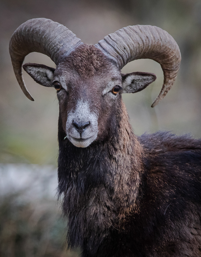 Muflon 11.5.2019