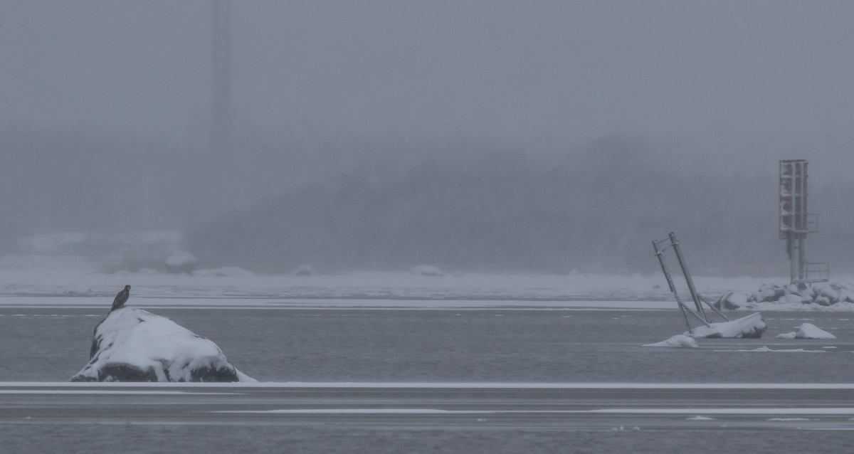 Merikotka 8.1.2019