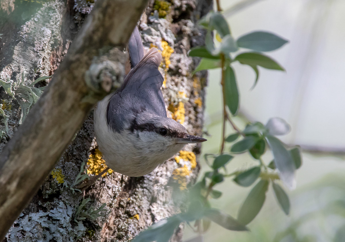 Pähkinänakkeli 22.5.2019