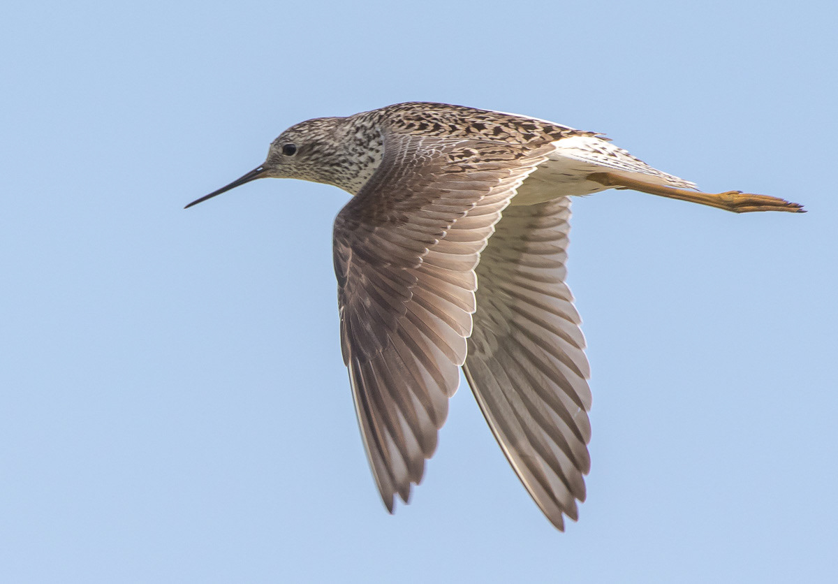 Lampiviklo 21.5.2019