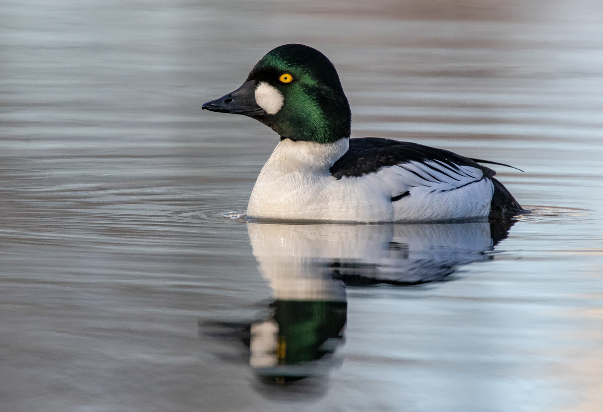 Telkkä 15.4.2019