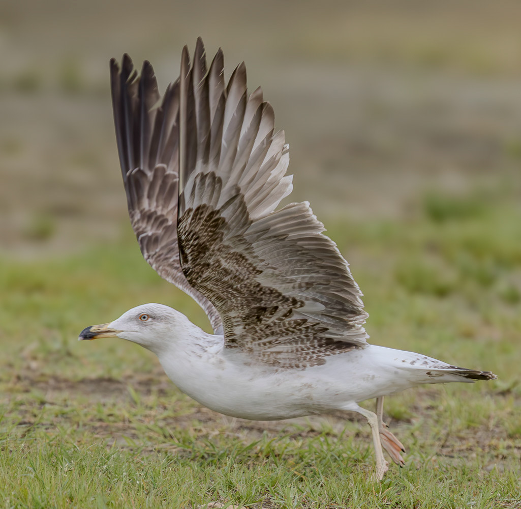 Etelänharmaalokki L. michaellis 060325