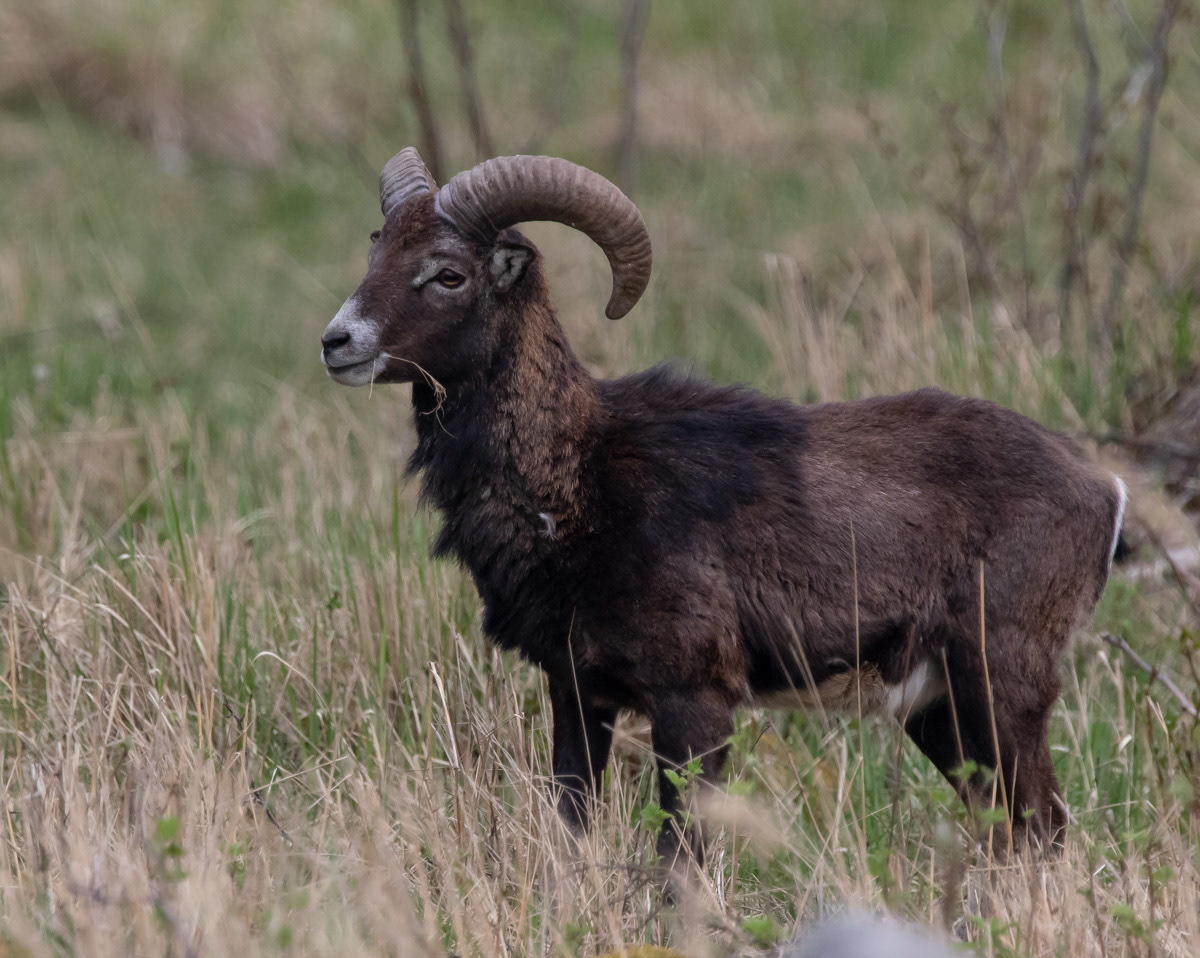 Mufloni 11.5.2019