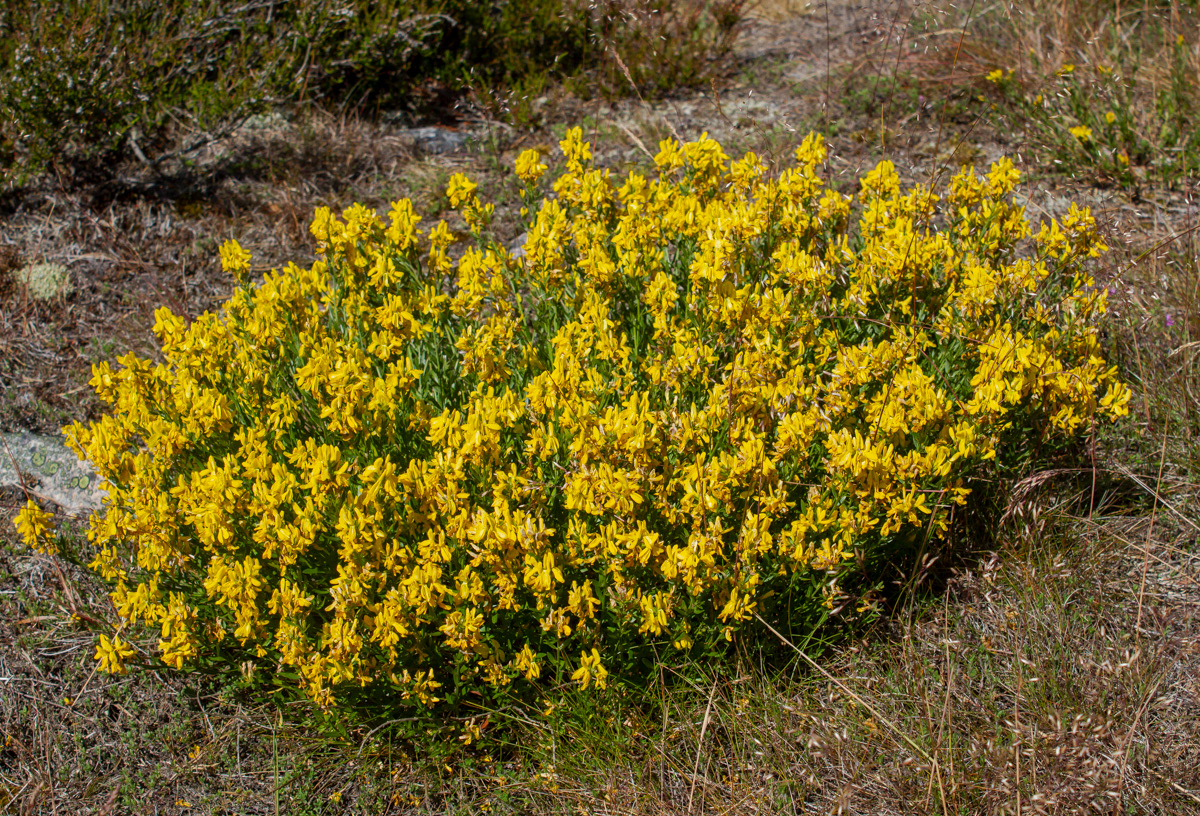 Pensasväriherne 30.6.2019