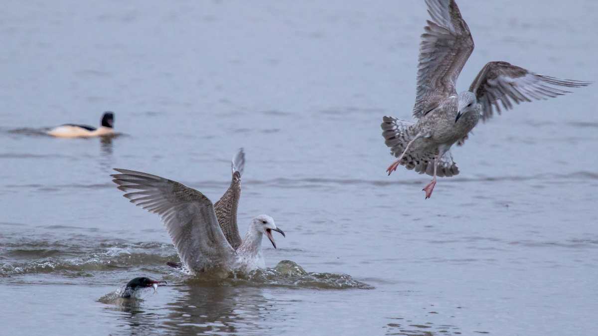 Larus sp 27.12.2018