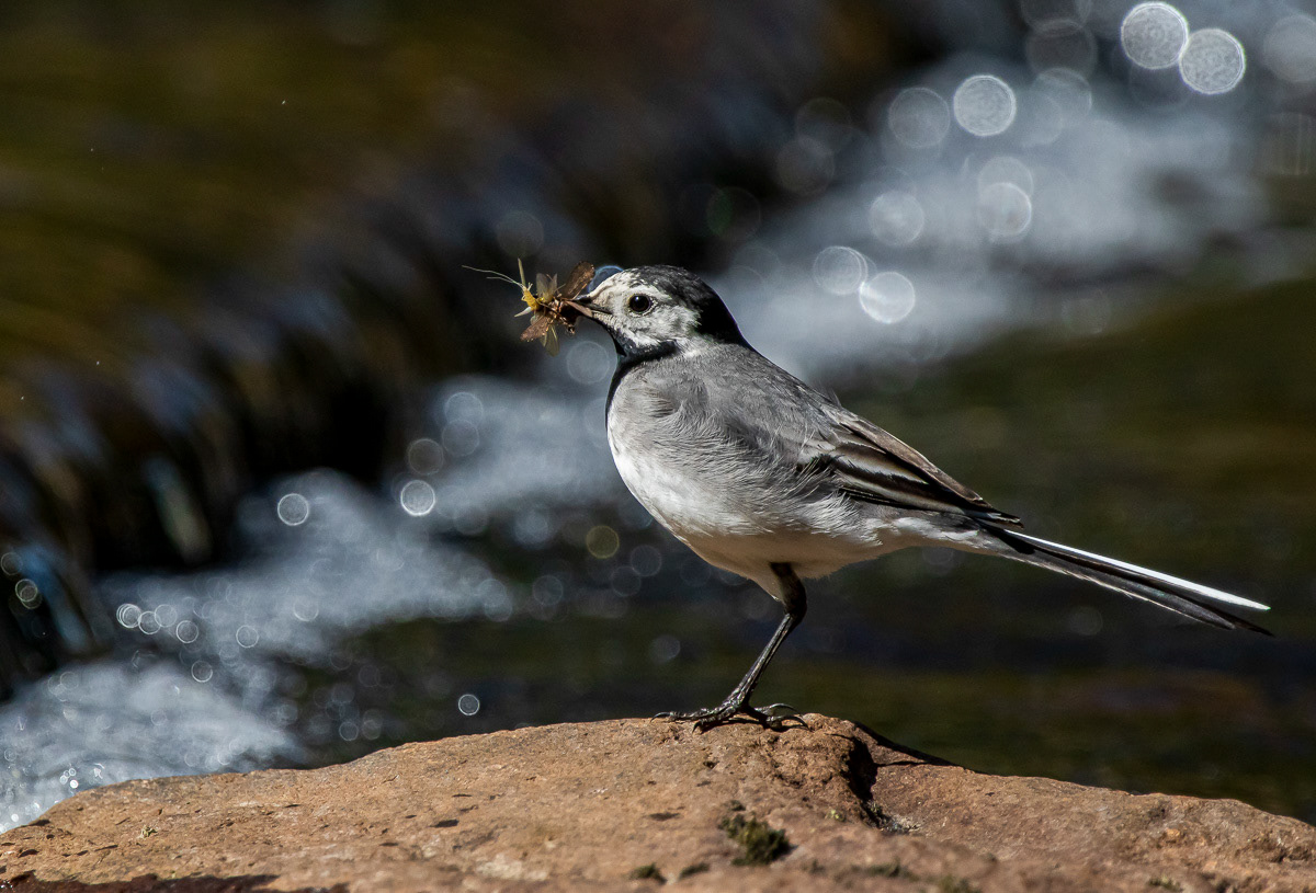 Västäräkki 30.5.2018