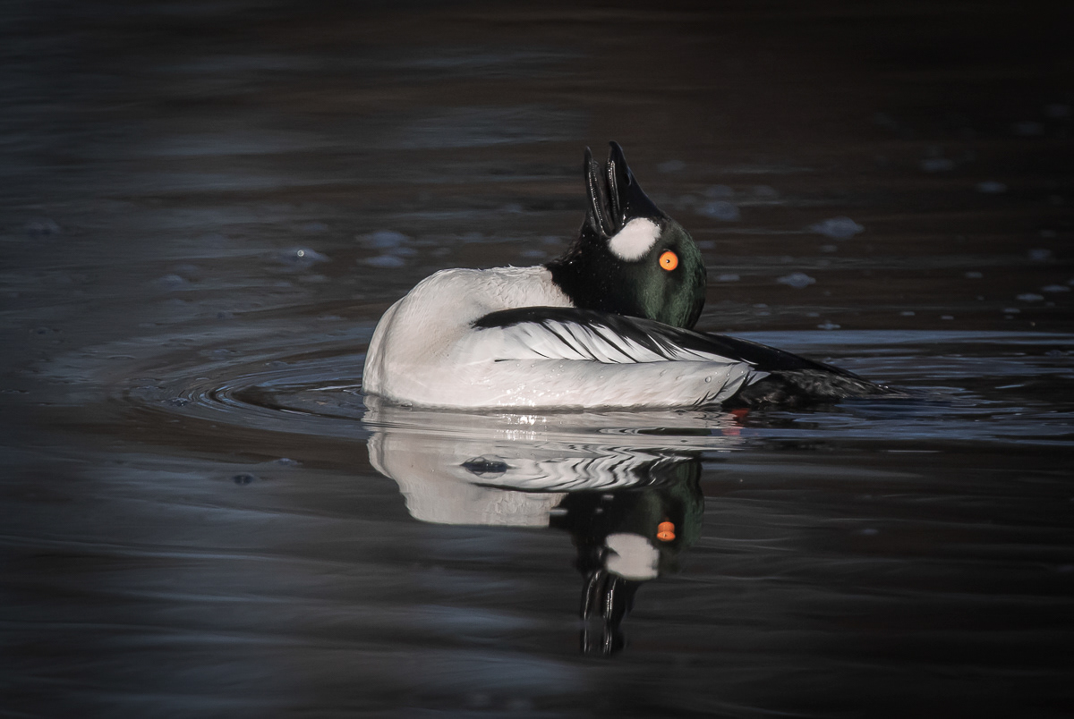 Telkkä 15.4.2019
